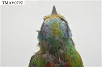 五色鳥藏品圖，第18張